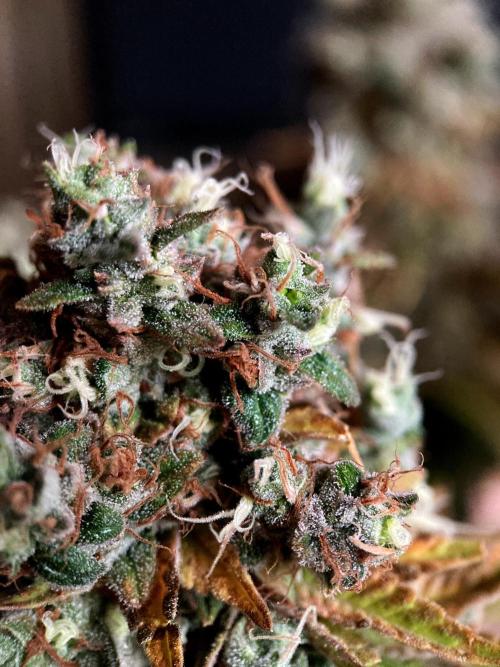3M 🌮 Mexican Rush. Week 19