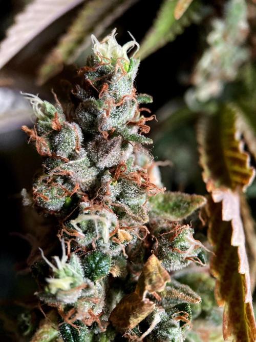 3M 🌮 Mexican Rush. Week 19