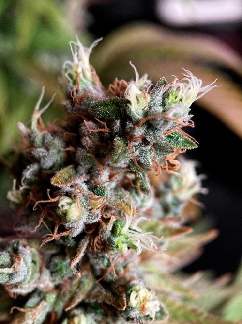 3M 🌮 Mexican Rush. Week 19