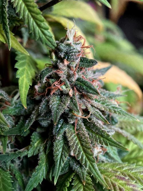 3M 🌮 Mexican Rush. Week 19