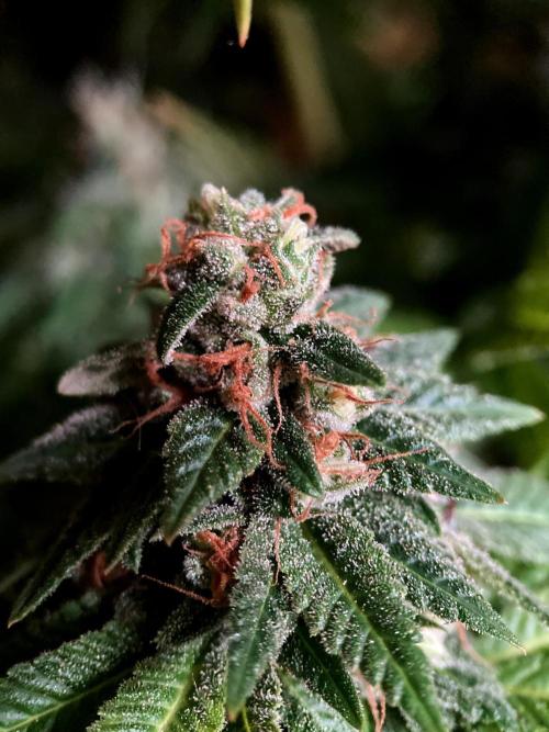 3M 🌮 Mexican Rush. Week 19