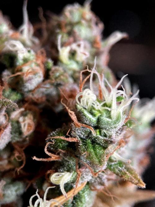3M 🌮 Mexican Rush. Week 19
