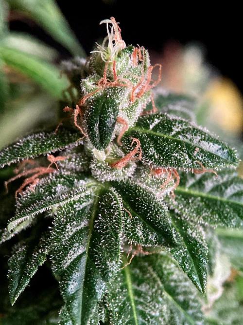 3M 🌮 Mexican Rush. Week 19