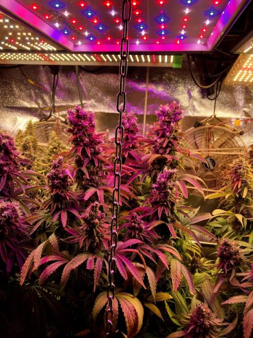 3M 🌮 Mexican Rush. Week 19 - The corner