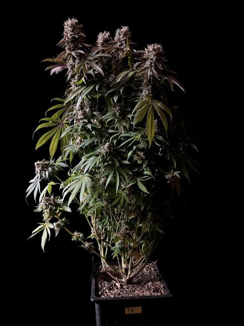 3M 🔺 Tutankhamon. Week 18