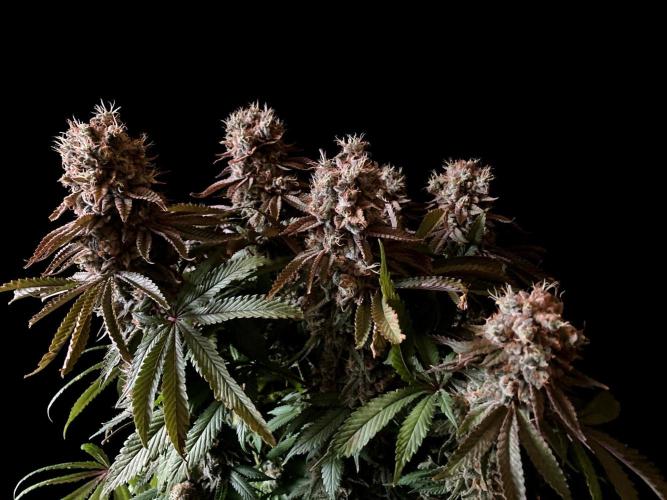 3M 🔺 Tutankhamon. Week 18