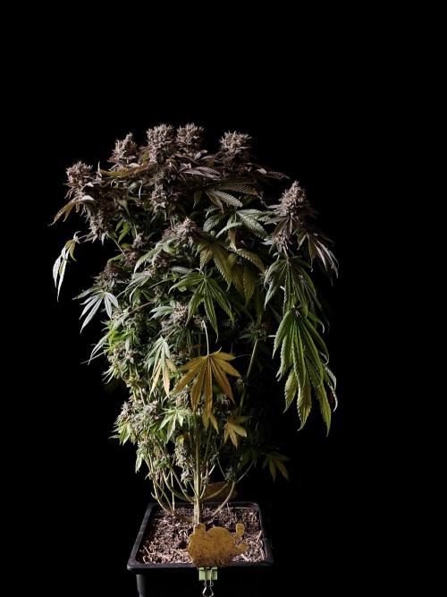 3M 🔺 Tutankhamon. Week 18