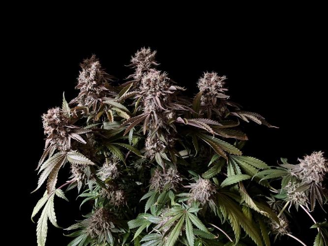 3M 🔺 Tutankhamon. Week 18