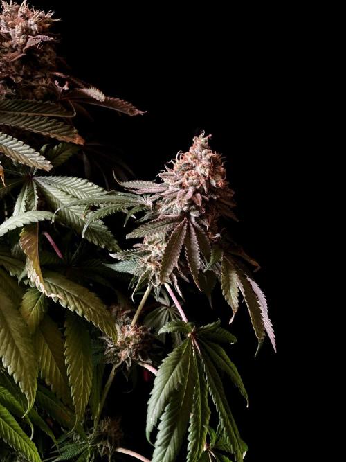 3M 🔺 Tutankhamon. Week 18
