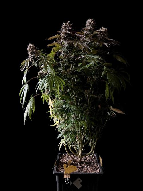 3M 🔺 Tutankhamon. Week 18