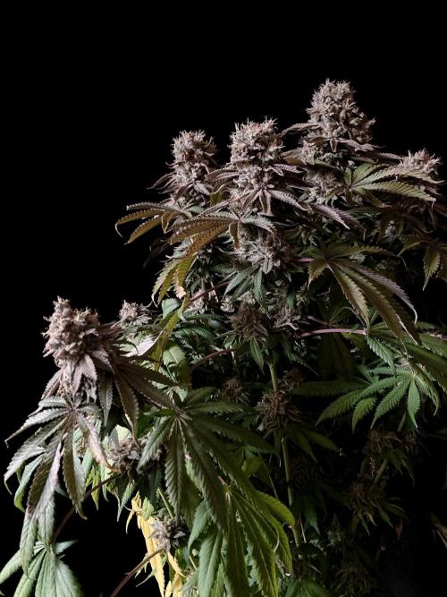3M 🔺 Tutankhamon. Week 18