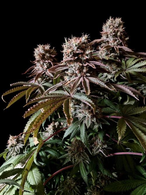 3M 🔺 Tutankhamon. Week 18