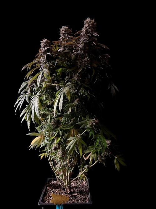 3M 🔺 Tutankhamon. Week 18