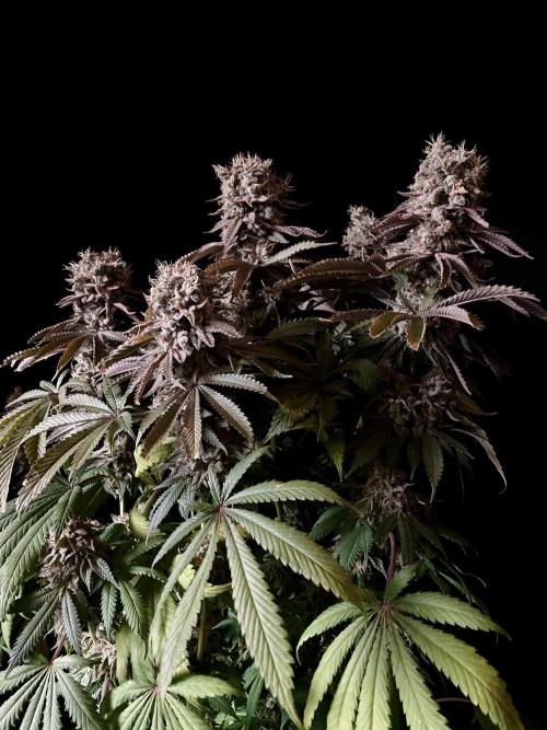 3M 🔺 Tutankhamon. Week 18