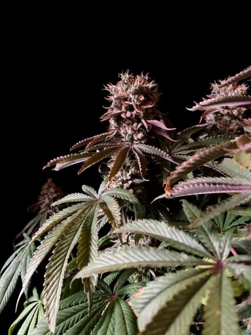 3M 🔺 Tutankhamon. Week 18