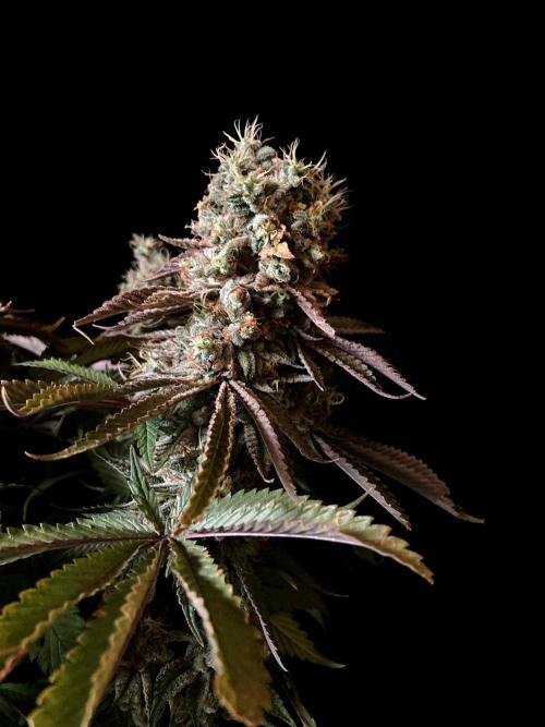 3M 🔺 Tutankhamon. Week 18
