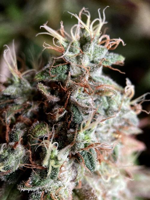 3M 🔺 Tutankhamon. Week 18