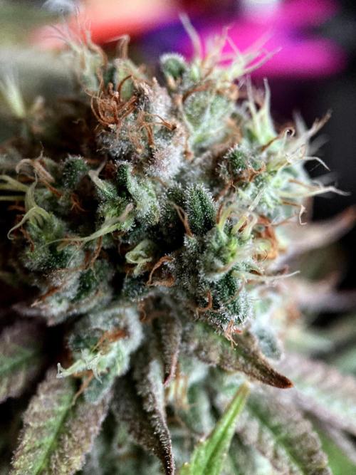 3M 🔺 Tutankhamon. Week 18