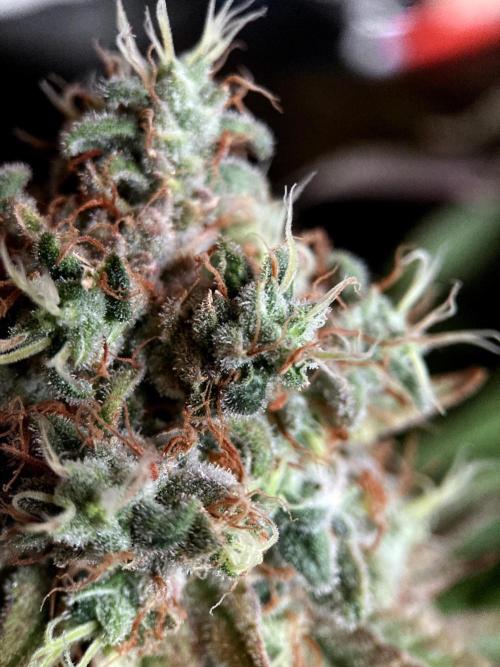 3M 🔺 Tutankhamon. Week 18