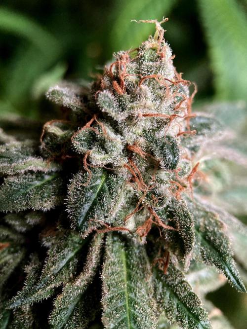 3M 🔺 Tutankhamon. Week 18