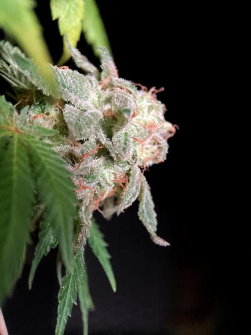 3M 🔺 Tutankhamon. Week 18