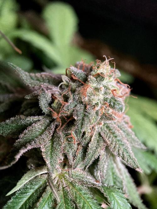 3M 🔺 Tutankhamon. Week 18