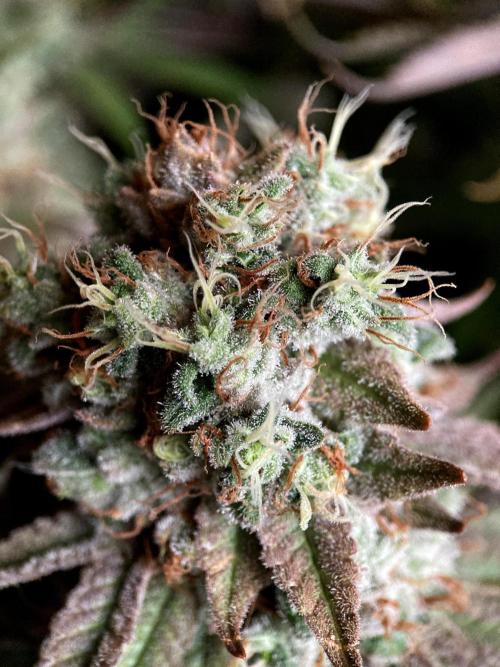3M 🔺 Tutankhamon. Week 18