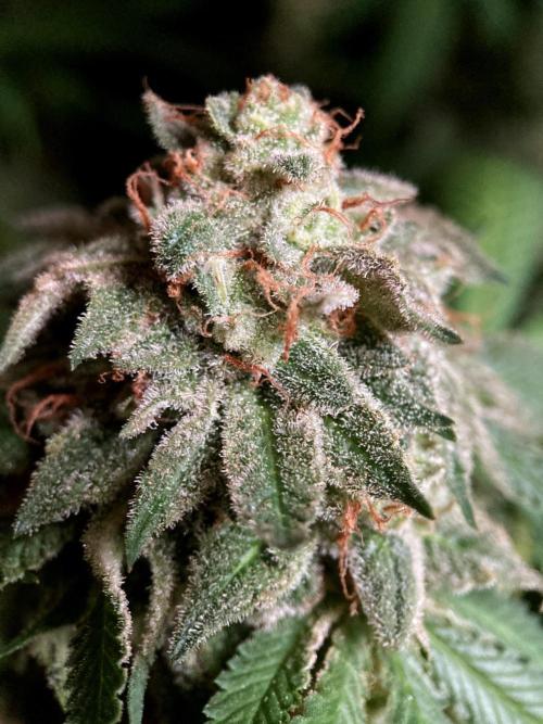 3M 🔺 Tutankhamon. Week 18