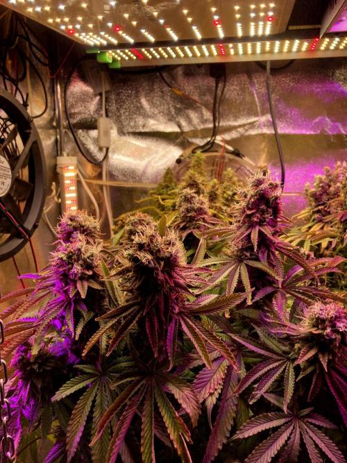 3M 🔺 Tutankhamon. Week 18