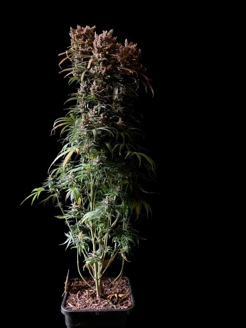 3M 🍁 NL x Thai. Week 17