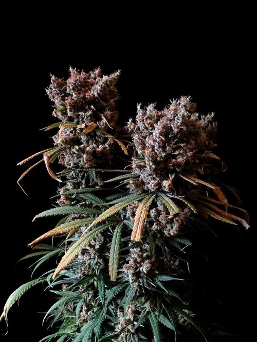 3M 🍁 NL x Thai. Week 17