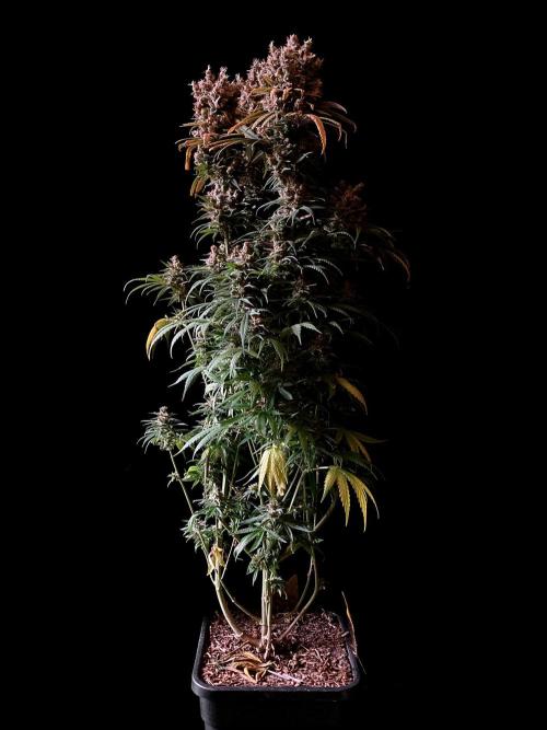 3M 🍁 NL x Thai. Week 17