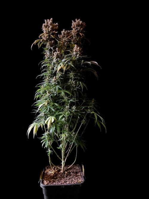 3M 🍁 NL x Thai. Week 17