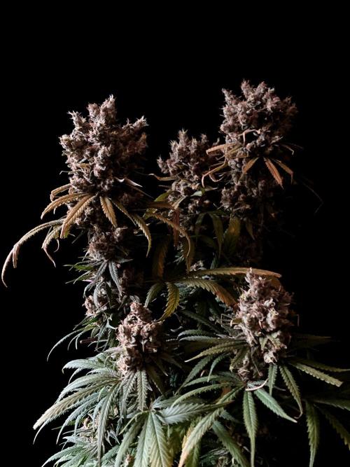 3M 🍁 NL x Thai. Week 17