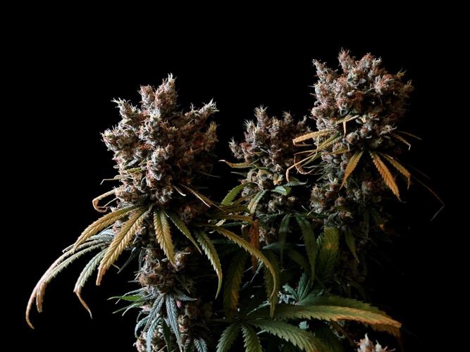 3M 🍁 NL x Thai. Week 17