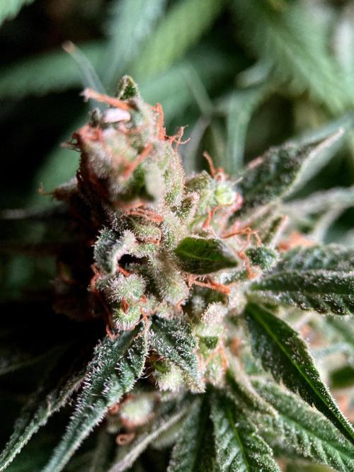 3M 🍁 NL x Thai. Week 17
