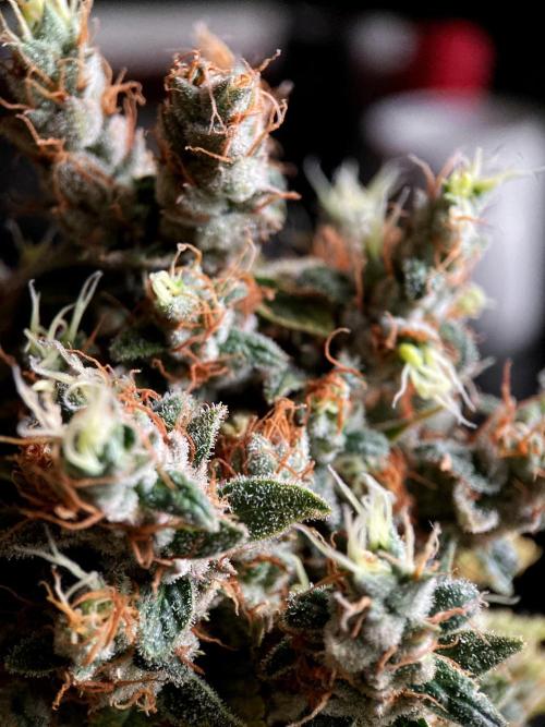 3M 🍁 NL x Thai. Week 17