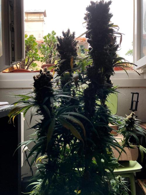 3M 🍁 NL x Thai. Week 17