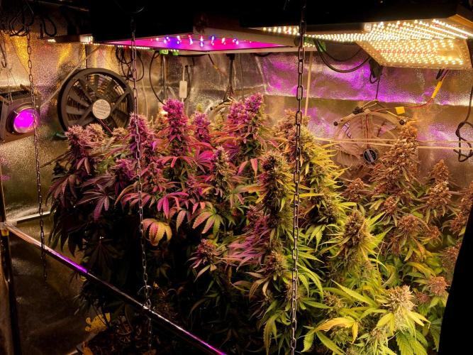 3M 🍁 NL x Thai. Week 17