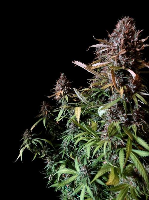 3M 👩 Runtz & Brazil. Week 20