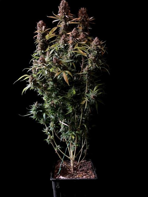 3M 👩 Runtz & Brazil. Week 20