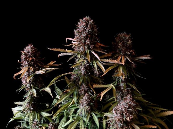 3M 👩 Runtz & Brazil. Week 20