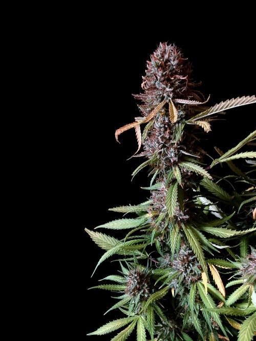 3M 👩 Runtz & Brazil. Week 20