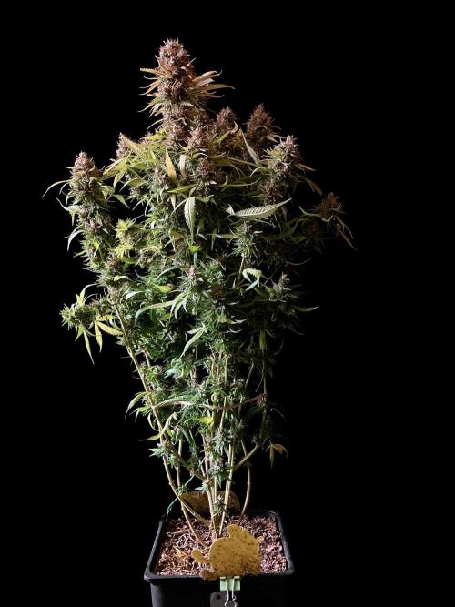 3M 👩 Runtz & Brazil. Week 20