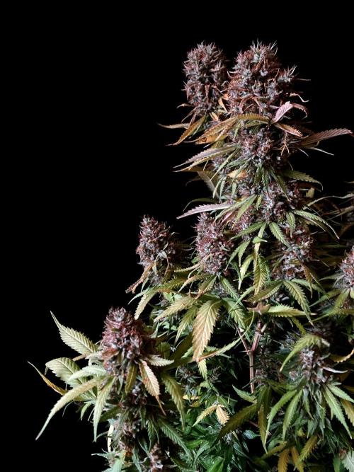 3M 👩 Runtz & Brazil. Week 20