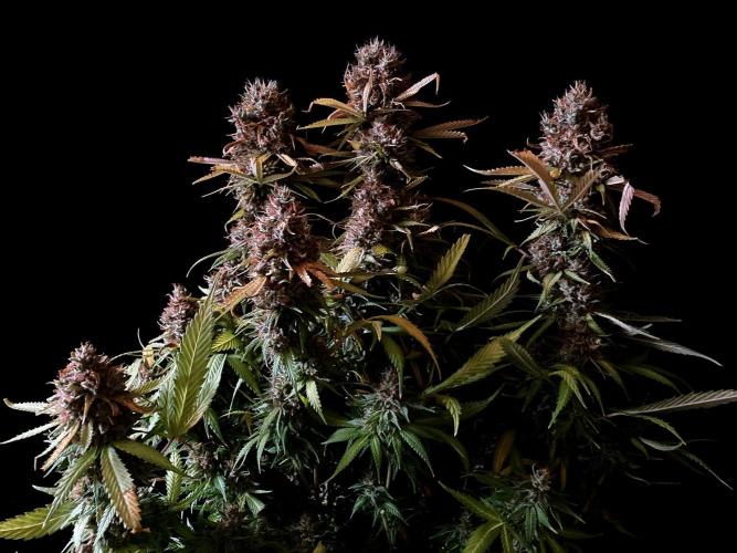 3M 👩 Runtz & Brazil. Week 20