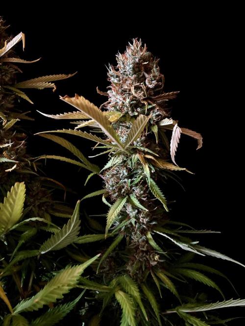 3M 👩 Runtz & Brazil. Week 20