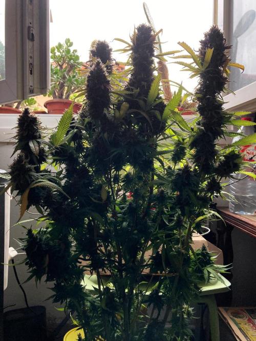 3M 👩 Runtz & Brazil. Week 20