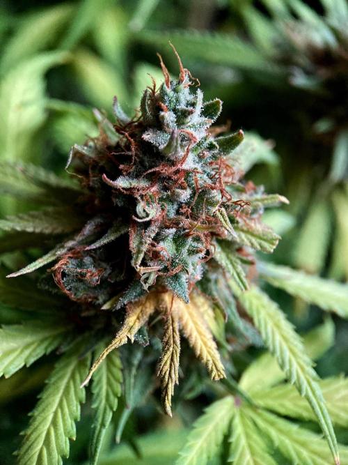 3M 👩 Runtz & Brazil. Week 20