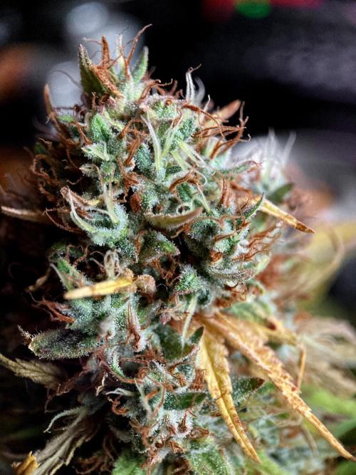 3M 👩 Runtz & Brazil. Week 20